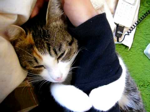 「[ネコ]腕に抱きつく最高に甘えん坊な猫ちゃん。」のイメージ