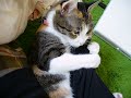 [ネコ]腕に抱きつく最高に甘えん坊な猫ちゃん。のサムネイル3