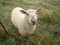 das Schaf