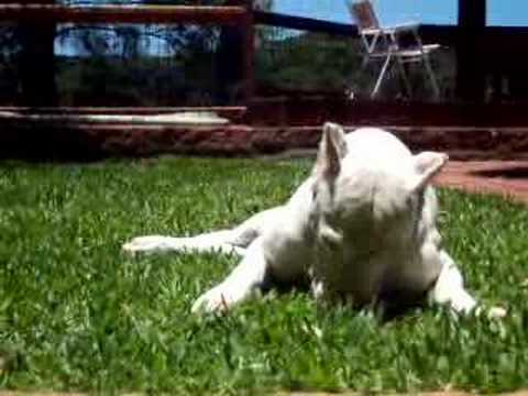 dog argentin