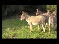 Caccia al Ribelle