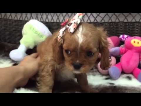 weetest little ruby cavalier puppy