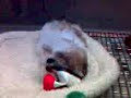 nonnies-pups-first-food3.html