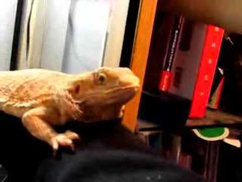 Voir le vidéo