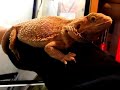 Pogona vitticeps climbs my arm.
