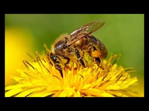 Ouverture de la Semaine européenne des abeilles 2017