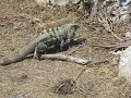 Un iguane à Tulum Un iguane à Tulum