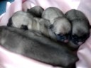 PUG FILHOTESEM CURITIBA-COMPRAR PUG-ENVIAMOS PARA TODO BRASIL PUG FILHOTESEM CURITIBA-COMPRAR PUG-ENVIAMOS PARA TODO BRASIL