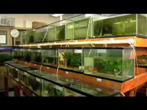 how to harvest aquarium plants