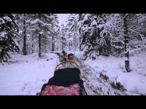 Катание на собачьих упряжках в Сэлене