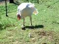 Cantelope and Turkeys