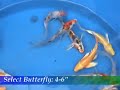Blackwater Creek: Select Butterfly 4-6\" Blackwater Creek: Select Butterfly 4-6\"