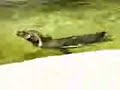 www.hello-austria.com: Schoenbrunn Zoo