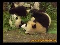 Panda Twin Cubs, Aihin & Meihin  ?????????????