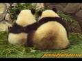 videos de Panda Twin Cubs, Aihin & Meihin  双子の子パンダ、愛浜・明浜