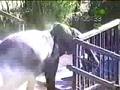 Untamed and Uncut - Elephant Escape