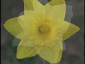 Daffodils
