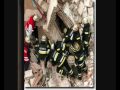 Rettungsdienst.wmv