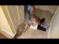 Ragdoll Cats and a Mylar Balloon - ねこ - ラグドール - Floppycats