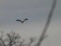 Kansas Bald Eagles