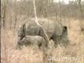 Mom & Baby Rhino