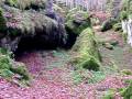 Casa Rural Urbasa Urederra Nº 270 - Pirineos Navarros Haya Musgo Hojarasca  24 - 29052
