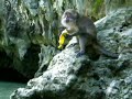 Monkey eating a banana
