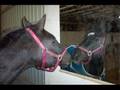 AQHA pleasure horse