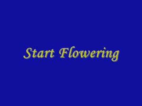 Soichiro Hoshi - Start Flowering