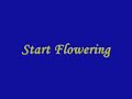 Soichiro Hoshi - Start Flowering