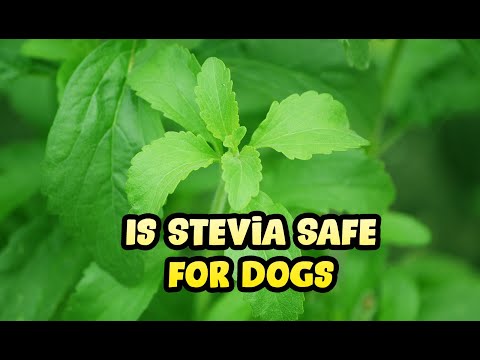 Can Dogs Have Stevia - Is it Toxic to Puppies?