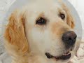 inchabbey Golden Retrievers