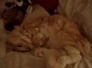 Sixten