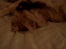 Sixten