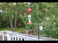 Humming Bird Fight Humming Bird Fight