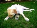 Dog gets frustrated