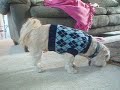 Lexie in a sweater this time