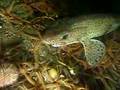 Dog Fish in Loch Fyne