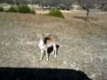 videos de Another Deer at Fossil Rim