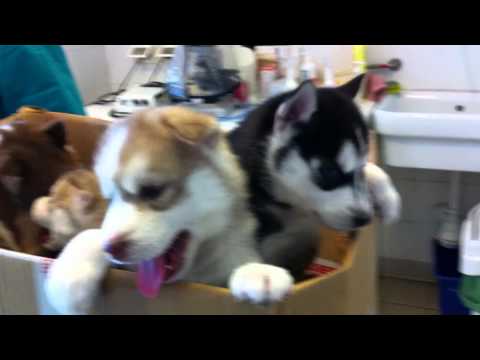 siberian husky