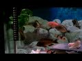 Click here to watch this video TROPHEUS İN İSTANBUL