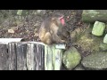 Japanese macaque monkeys get hayfever