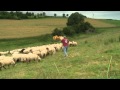 Der Schäfer - Schäferei Schmücker Büren Siddinghausen