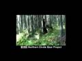 Status of Grizzly Bears in Northwest Montana - YouTube