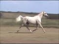 RFF Prince Charming at Liberty