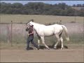 RFF Prince Charming at Liberty
