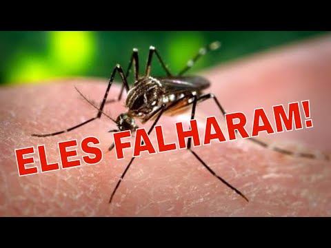 Mosquitos da Dengue Transgênicos - Depois que soltaram milhões, casos de dengue aumentaram.