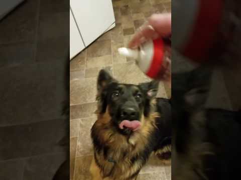 Dog Treat Whip Cream In A Can 0 Dog Treat Whip Cream In A Can