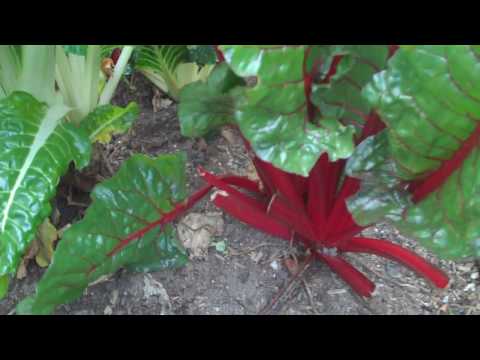 how to transplant swiss chard