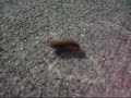 Rock@Paranoid.wmv